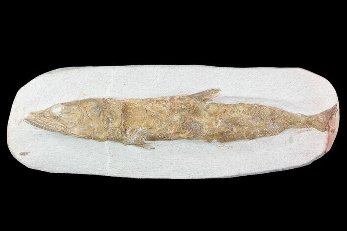 Detailed & D Fossil Fish - Goulmima, Morocco #72854